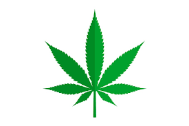 Image result for cannabis leaf